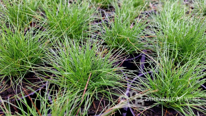 FESTUCA GAUTIERI - KOSTŘAVA ZELENÁ