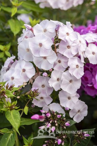PHLOX PANICULATA MOTHER OF PEARL