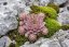 NETŘESK - SEMPERVIVUM CAPRICORN