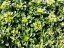 SEDUM HYBRIDUM - LITTLE MISS SUNSHINE