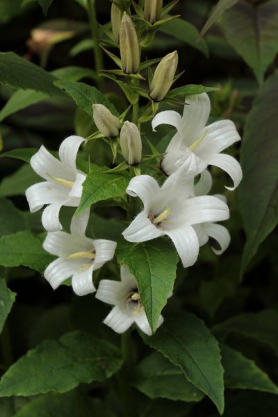 ZVONEK KLUBKATÝ - "CAMPANULA GLOMERATA ALBA"
