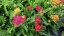 ACHILLEA MILLEFOLIUM MILLY ROCK ® MIXMASTERS  DANCE