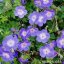 KAKOST - GERANIUM  HYBRIDA ROZZANE