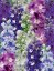 DELPHINIUM EXCALIBUR MIX