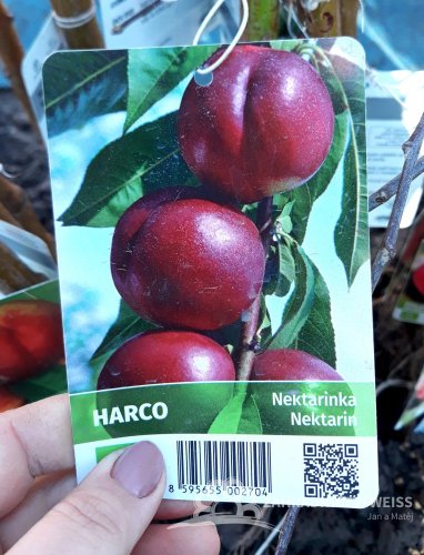 NEKTARINKA - HARCO