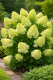 HORTEZIE LATNATÁ - HYDRANGEA PAN. "LIMELIGHT"