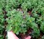 MARULKA LÉKAŘSKÁ – CALAMINTHA NEPETA „MARVELETTE BLUE“