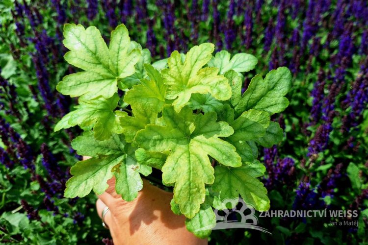 HEUCHERELLA HYBRIDA WHITE REVOLUTION