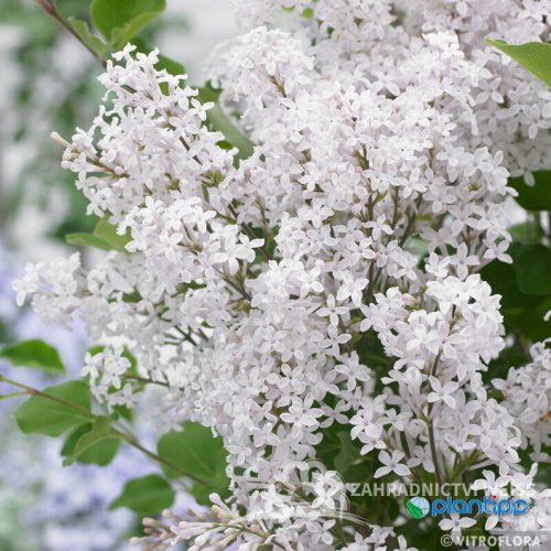 ŠEŘÍK MEYERŮV - SYRINGA MEYERI FLOWERFESTA WHITE