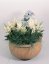 ASTILBE - ČECHRAVA ASTARY WHITE