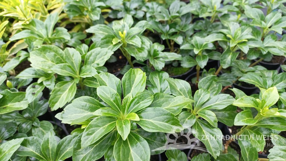 Pachysandra Sazenice (Pachysandra terminalis, hustý souvislý, Pachysandra Sazenice) Pachysandra Sazenice