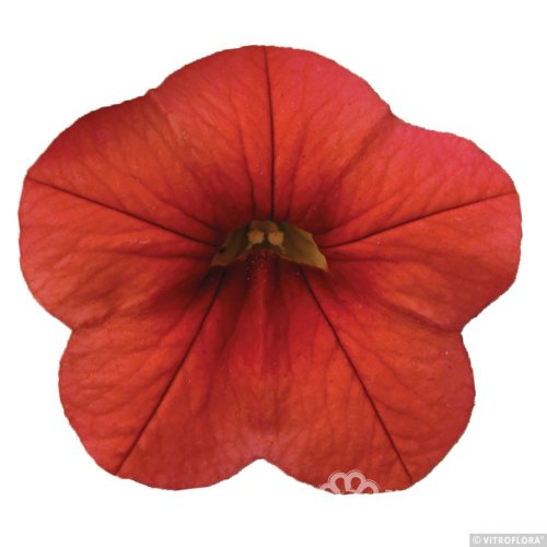 MILLION BELLS – CALIBRACHOA METRO EARLY ORANGE