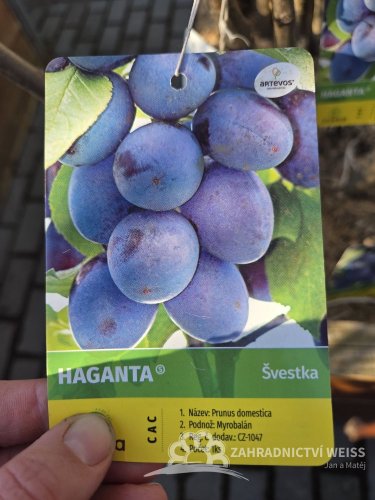 ŠVESTKA - HAGANTA