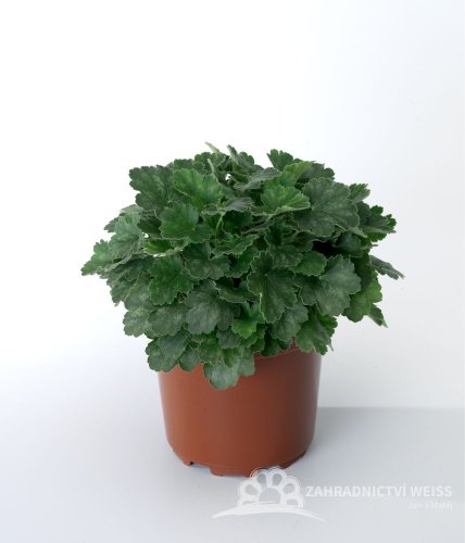 HEUCHERA CORAL FOREST