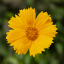 KRASNOOČKO - COREOPSIS CASTELLO COMPAKT YELLOW