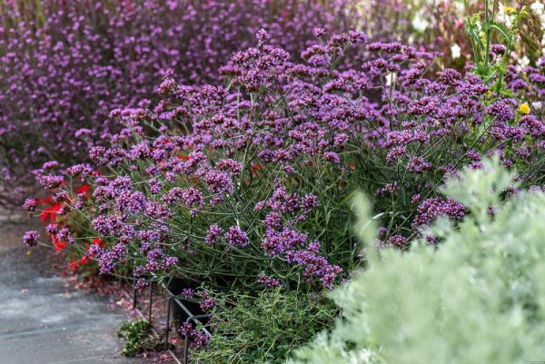 SPORÝŠ ARGENTÝNSKÝ – VERBENA BONARIENSIS LOLLIPOP