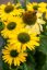 ECHINACEA HYBR. YELLOW PEARL