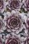 NETŘESK – SEMPERVIVUM BIG SAM PURPLE QUARTZ