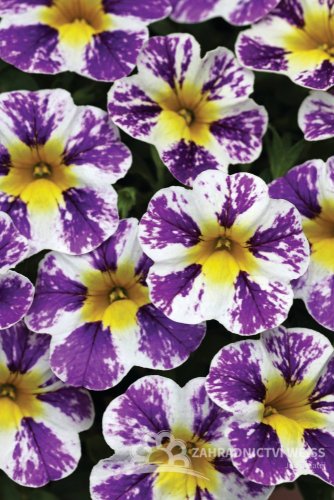 MILLIONBELLS - CANDY SHOP GRAPE SPLASH