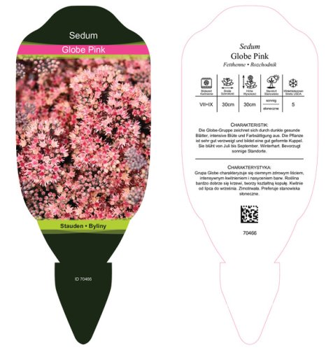 SEDUM HYBRIDUM GLOBE PINK