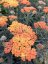 ACHILLEA MILLEFOLIUM „TERRACOTTA“