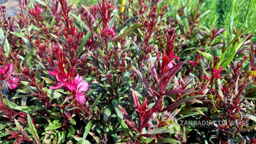 GAURA LINDHEIMERI DARK PINK