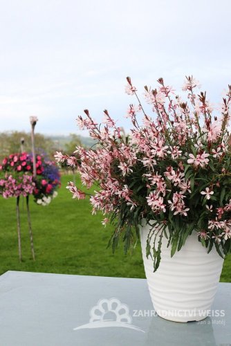 GAURA LINDHEIMERI - GRACEFUL LIGHT PINK