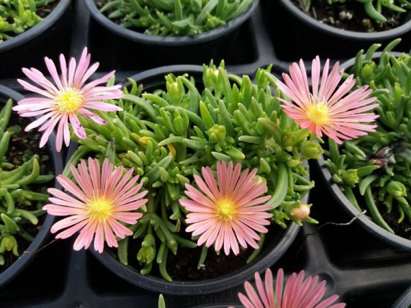 DELOSPERMA RUŽOVÉ