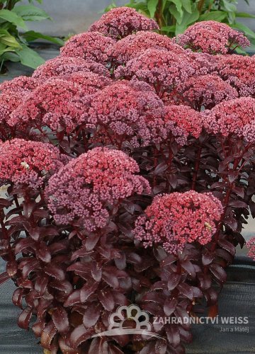 SEDUM TELEPHIUM DARK MAGIC