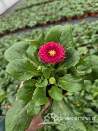 SEDMIKRASKA - BELLIS