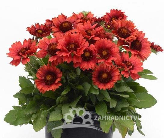 KOKARDA - GAILLARDIA "MESA RED"