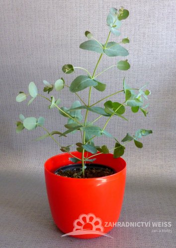 BLAHOVIČNÍK - EUCALYPTUS - EUKALYPTUS SILVER DOLLAR