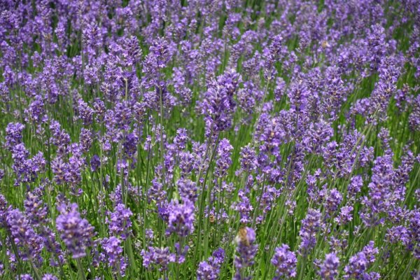 LEVANDULE - LEVANDULA ANGUSTIFOLIA - DWARF BLUE