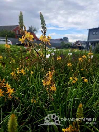 BULBINA KEŘOVITÁ – BULBINE FRUTESCENS