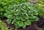 HOSTA HYBRID FRANCEE