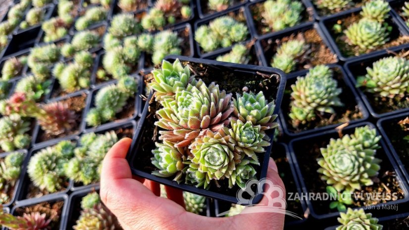 NETŘESK -SEMPERVIVUM HYBR. ROSA MADCHEN