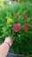 ACHILLEA MILLEFOLIUM MILLY ROCK ® MIXMASTERS  DANCE