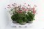 ANEMONE HYB. SUMMER BREEZE VIBRANT PINK