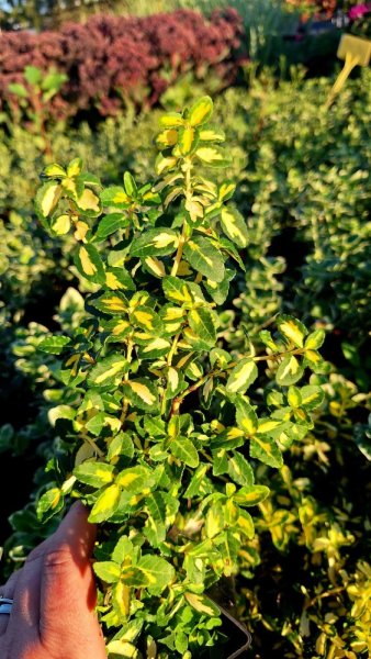 BRSLEN - EUONYMUS FORTUNEJ BLONDY