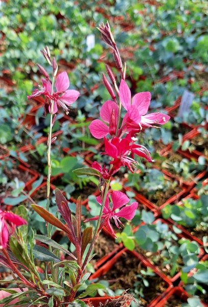 GAURA GARDIS PETIT PINK