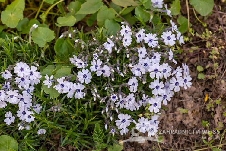PHLOX SUBULATA BAVARIA