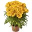 KRASNOOČKO - COREOPSIS CASTELLO COMPAKT YELLOW