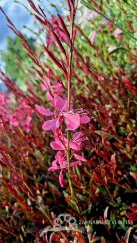 GAURA LINDHEIMERI TUTTI FRUTTI