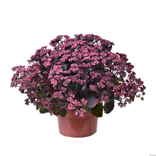 SEDUM HYBR. GLOBE PURPLE