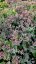 SEDUM TELEPHIUM THUNDERHEAD