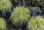 CAREX OSHIMENSIS MAXIGOLD