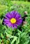 ASTRA - ASTER ALPINUS  - VIOLET