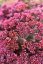 SEDUM SUNSPARKLER CHERRY TART®