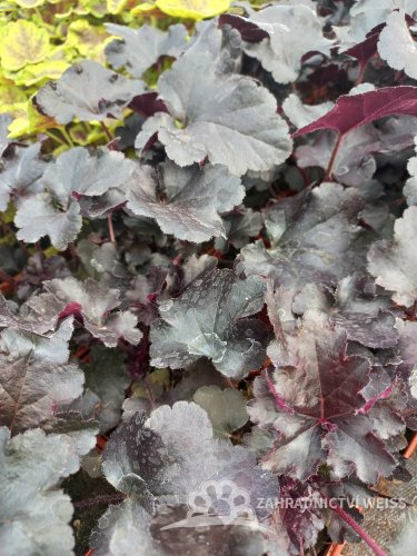 HEUCHERA x HYBRIDA BLACK PEARL