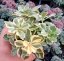 SEDUM KAMTSCHATICUM ´VARIEGATUM´ - ROZCHODNÍK KAMČATSKÝ